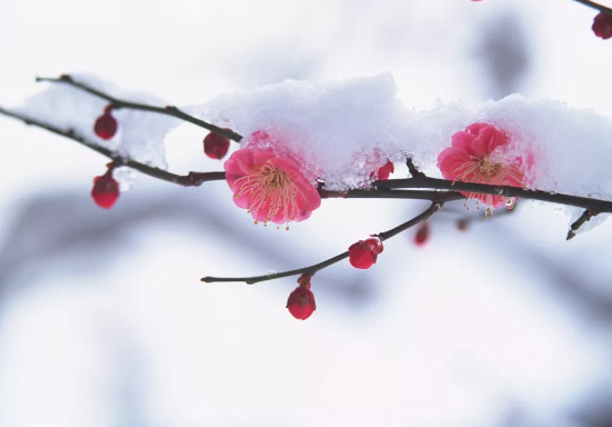 芭乐视频下载黄版芭乐视频色app下载机提醒，今日大寒仍需防寒