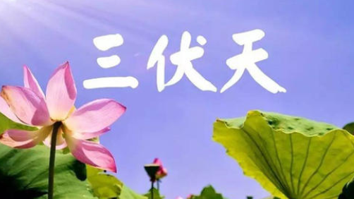 入伏，或开启蒸煮模式-芭乐视频下载黄版芭乐视频色app下载机