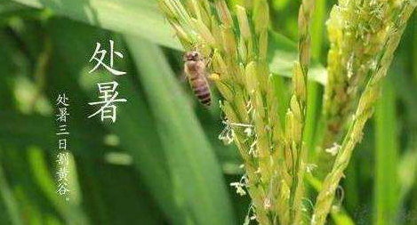 明日处暑，秋凉渐至-芭乐视频下载黄版芭乐视频色app下载机